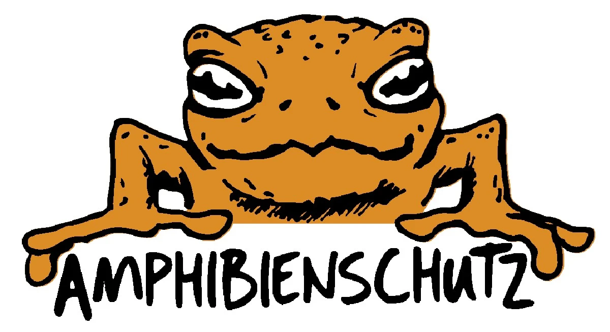 Warum Kröten auf der Straße sitzen bleiben: Männchen warten auf die Überholspur - image 2