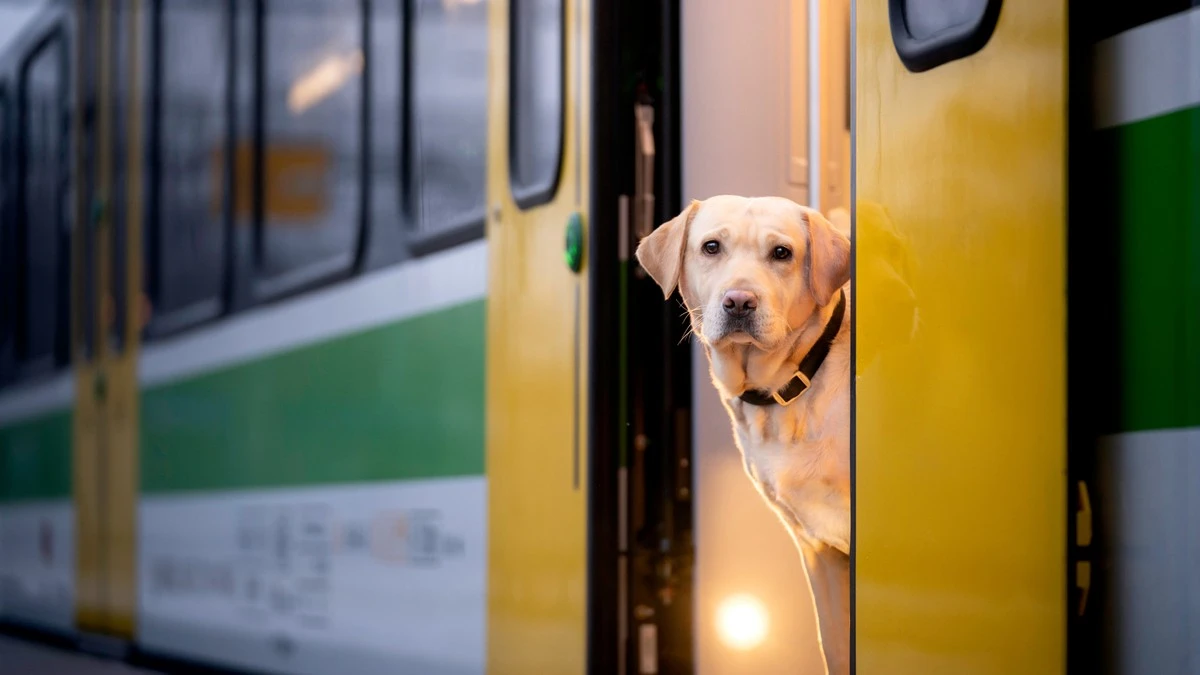 Wie zwei Bahnmitarbeiterinnen einem Hund den Tag retteten - image 1